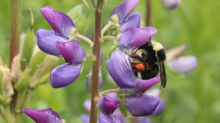 Fall Lecture Series ~ September 25 ~ Amy Campion